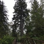 David Moehring - @forest_seattle - Instagram