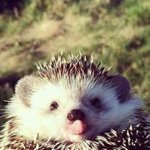 David Moloney - @davidmoloney06 - Instagram