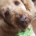 David Morehouse - Facebook