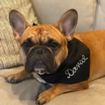 David Mortimer Schulman - @afrenchienameddavid - Instagram
