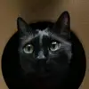 davidmoschi - @davidmoschi - TikTok