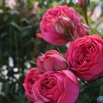Roses by David Austin, Moscow - @garden_roses_msk - Instagram