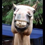 David Mottram - @davehorsehead - Instagram