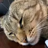 David Mountain - @david.mountain16 - TikTok