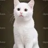 David Muhammad - @david.muhammad85 - TikTok