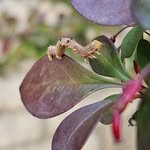 David Mullinax - @dvm007420 - Instagram