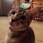 David Nakamura - @pechanpapa - Instagram