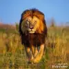 David Naser - @davidnaser1 - TikTok