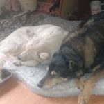 David Nault - @kingdog246 - Instagram