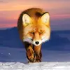David Neumayer - @foxy.neumayer - TikTok