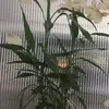 short play pei qi - @davidnielsen.418617 - TikTok