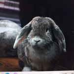 David Nillesen - @nillesendavid - Instagram