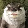 David Nilsen - @ensauebonde - TikTok