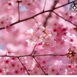 Davi Nishimura - @nishimuradavi - Instagram