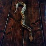 David Nunnery - @monsterbuiltcages - Instagram