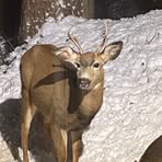 David Nylander - Facebook