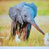 Ella the elephant - @davidoaksford - TikTok
