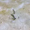 David Ogletree - @david.ogletree - TikTok