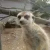 davidolsansky2 - @davidolsansky2 - TikTok