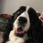 David Olszewski - @dacieoski - Instagram