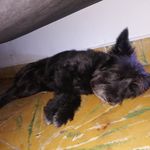 David Oñate - @rokie_goliath_79 - Instagram