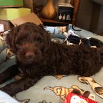 David Orchard - @dorchard100 - Instagram