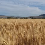David Orcutt Farms - @orcuttfarms76 - Instagram
