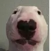 davidorleans - @davidorleans7 - TikTok
