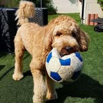 David Pascoe - @david.pascoe.7583 - Instagram