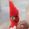 zanahoria 🥕 - @paulo.david_ - TikTok