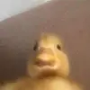 David Pauls - @albino.dave - TikTok