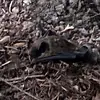 David Peeler - @david.peeler - TikTok