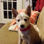 Brian David Pelowski - @tailwagndog - Instagram