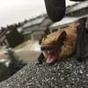 Dave Pentecost - @dave.pentecost - TikTok