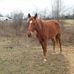 David Peoples farrier of north Alabama - Facebook