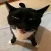 Pepe David - @pepe.david1 - TikTok