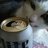 David J Perillo - @david.j.perillo - TikTok