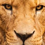 David Perillo - @perillo.david - Instagram