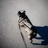 David Perillo - @nz_sailor - TikTok