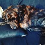 David Perini - @davidperini71 - Instagram