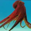 👽🐙David perla🐙👽 - @a7766818 - TikTok