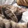 david_phalen - @david_phalen - TikTok