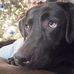 David Phillabaum - Facebook
