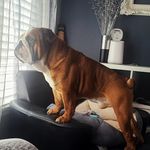 David Piccolo - @b_piccolo - Instagram