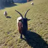 David - @davidpichler820 - TikTok