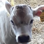 David pichler - @david10pichler - Instagram