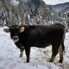 davidpichler - @davidpichler509 - TikTok