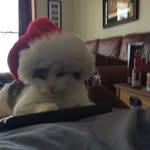 Mr Meow - @david___pickard - Instagram