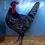 David Pickles - @pickles4837 - Instagram