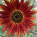 David Pigott - Facebook